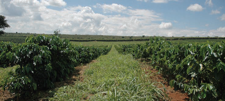 &Aacute;rvores de caf&eacute;