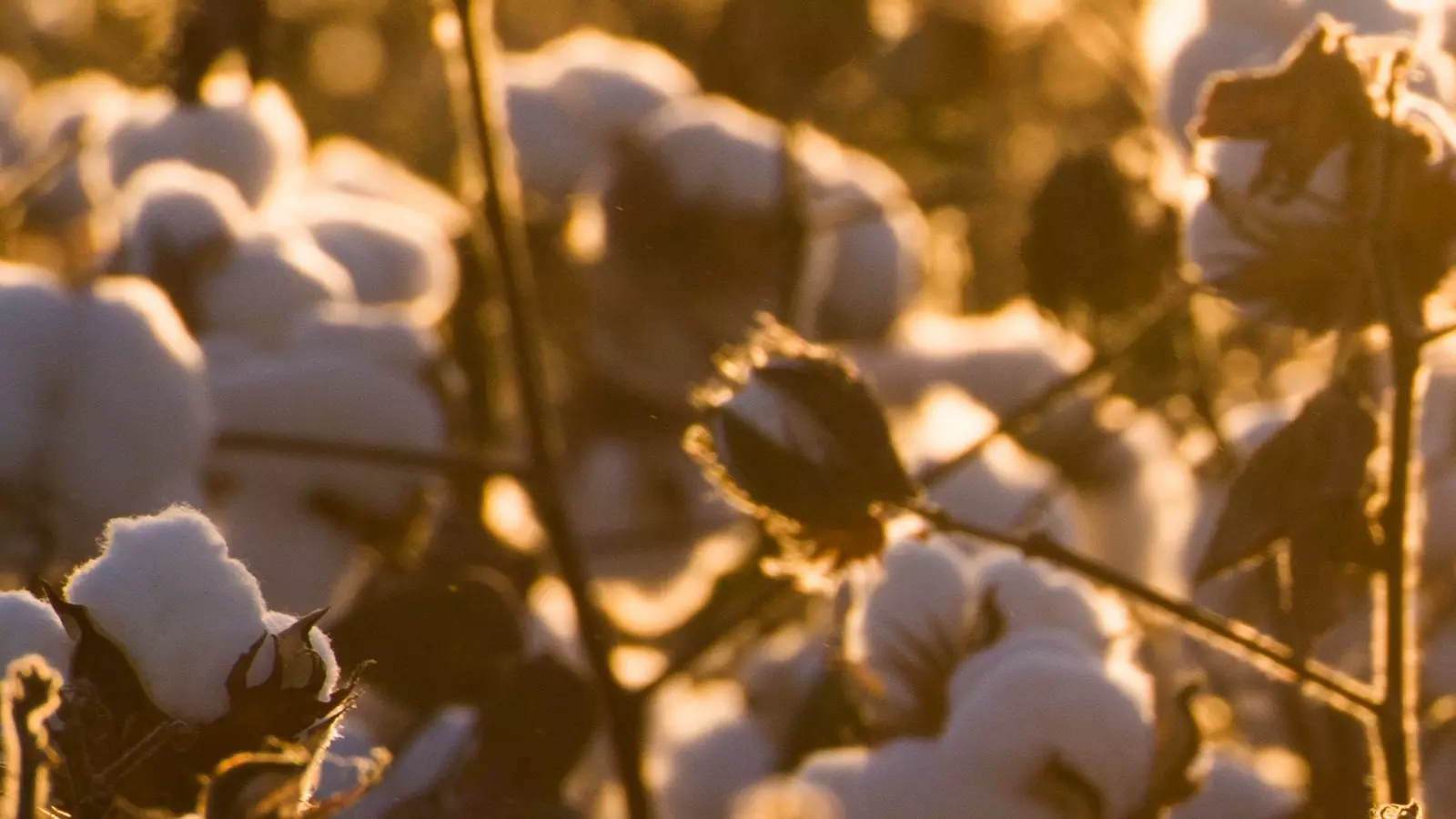 Algodões sob a luz do sol