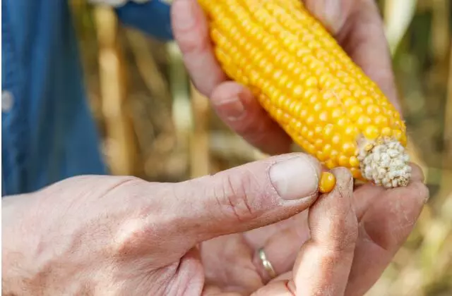 Pessoa Segurando Espiga de Milho