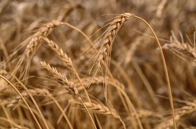  Como Aumentar o Peso Específico dos Grãos de Trigo