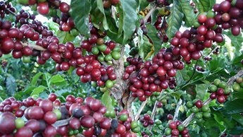 Caracter&iacute;sticas do caf&eacute;